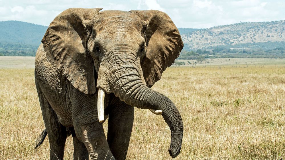 Elefante, el animal de la buena suerte proveniente del hinduismo